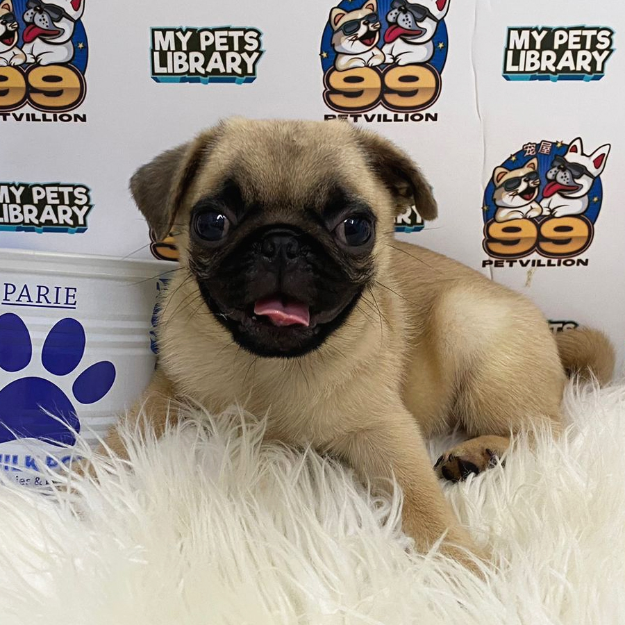 Pug Puppy (Female) For Sale