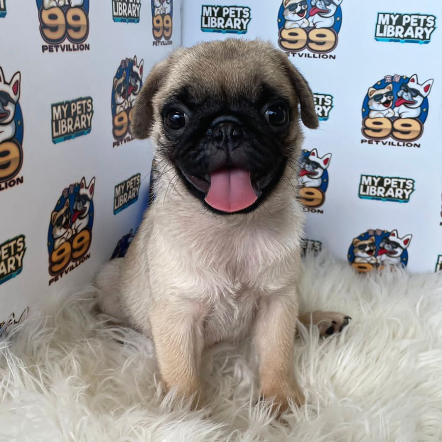 Pug Puppy (Female) For Sale