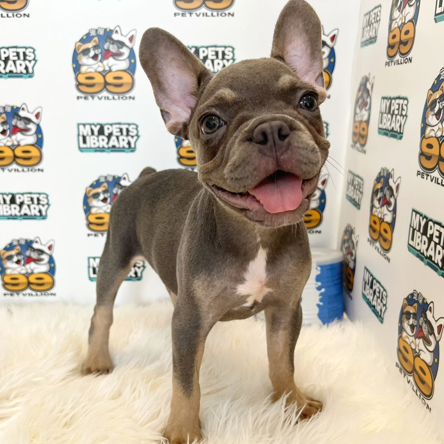 French Bulldog Puppy (Female) For Sale