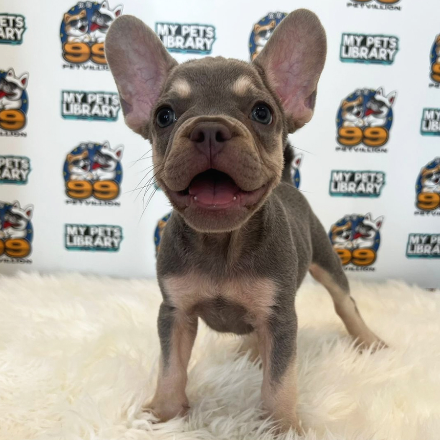French Bulldog Puppy (Male) For Sale