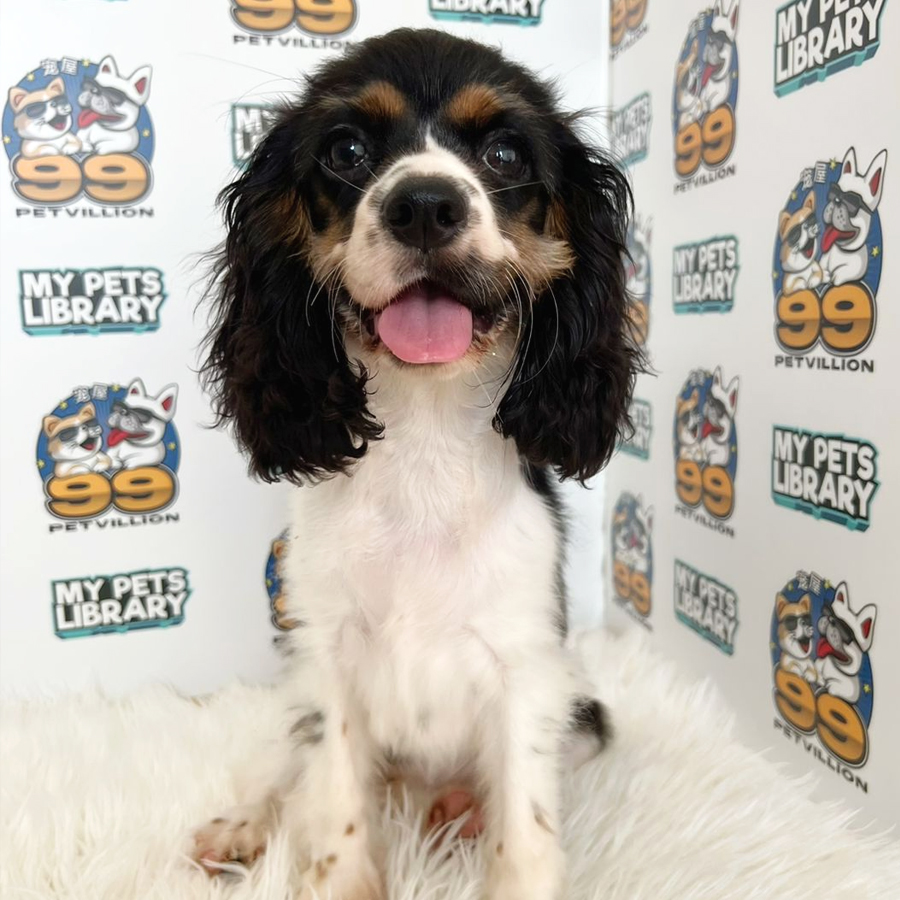 Cavalier King Charles Spaniel Puppy (Male) For Sale
