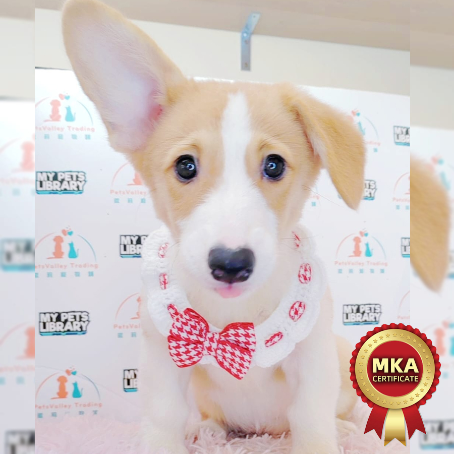 MKA Welsh Corgi Puppy (Female) For Sale