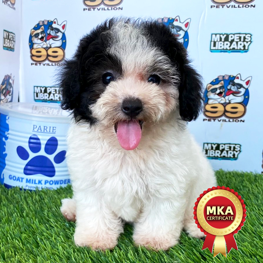 Toy Poodle Puppy (Female) For Sale