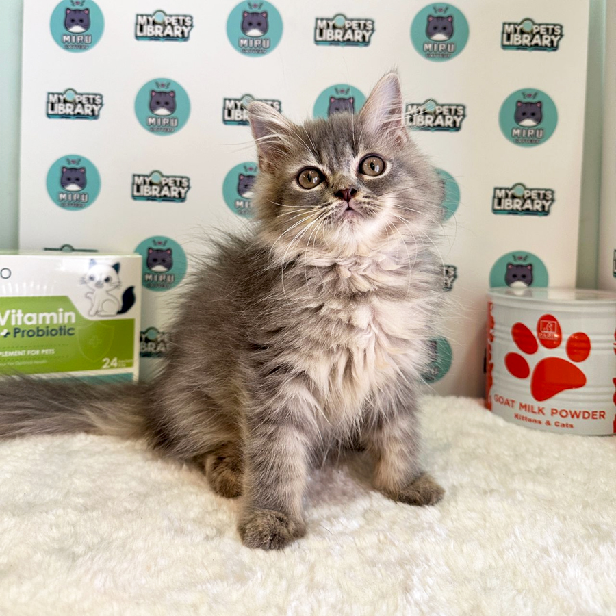 Persian Kitten (Male) For Sale