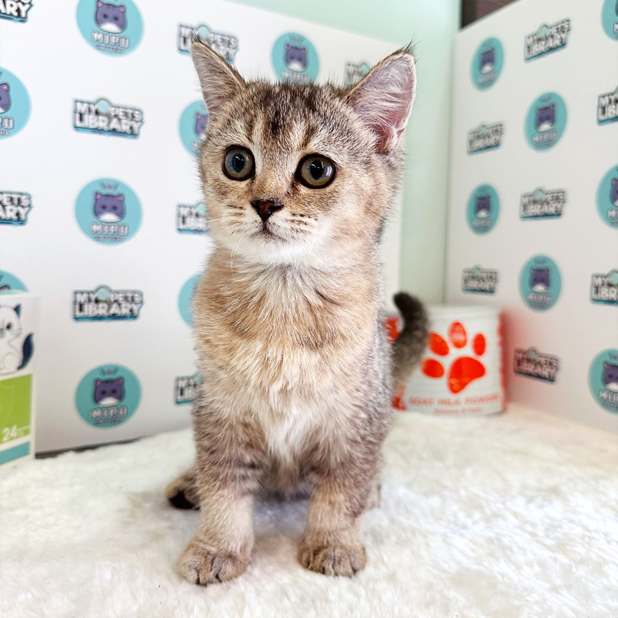 British Shorthair Kitten (Female) For Sale