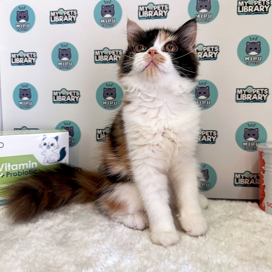 Persian Kitten (Female) For Sale