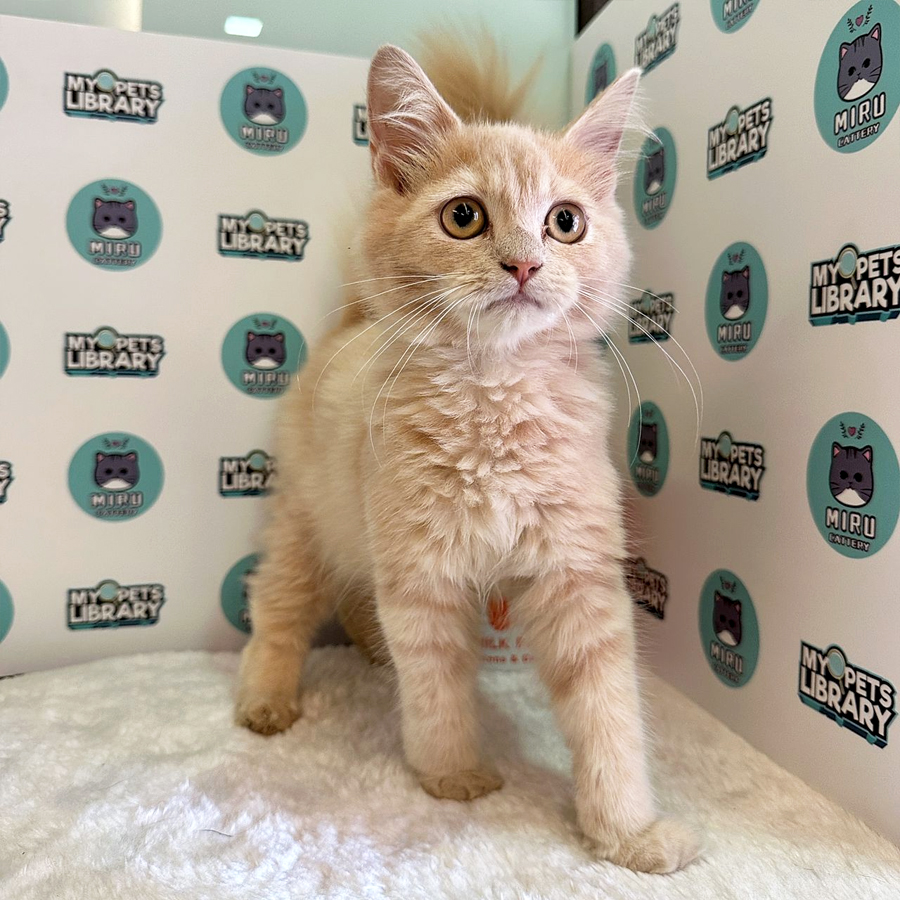 British Longhair Kitten (Male) For Sale