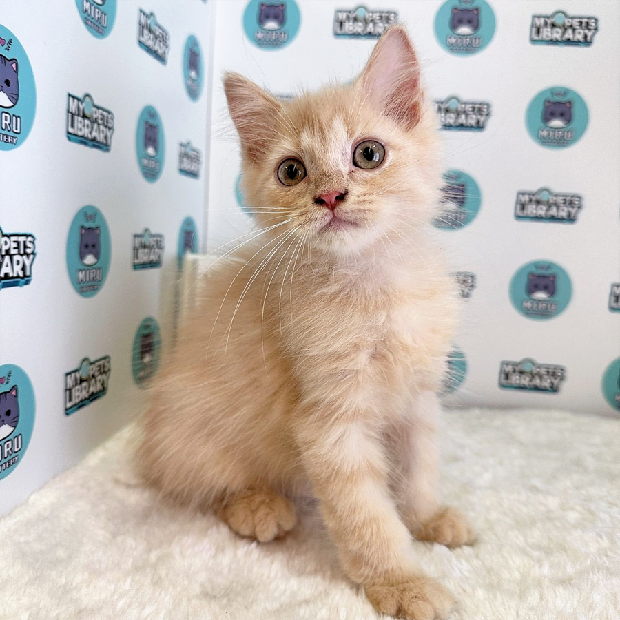 Persian BSH Kitten (Male) For Sale