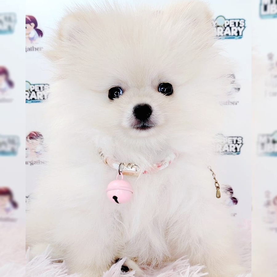 Pomeranian Puppy (Male) For Sale
