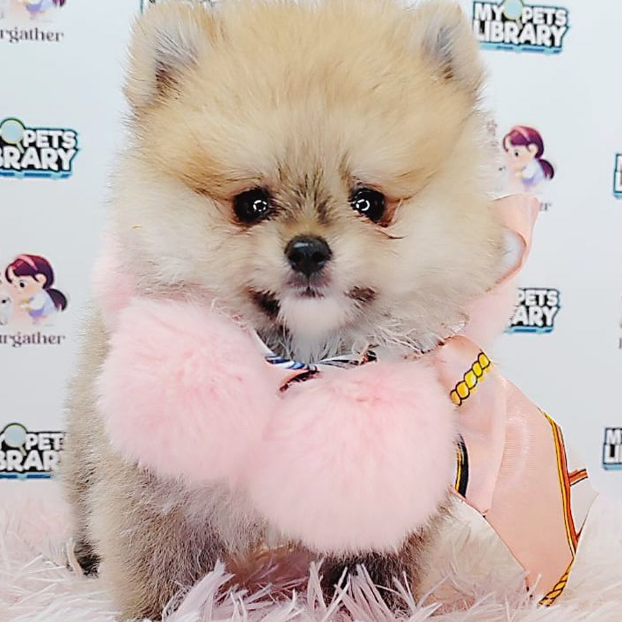Pomeranian Puppy (Male) For Sale