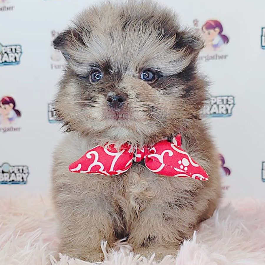 Pomeranian Puppy (Male) For Sale