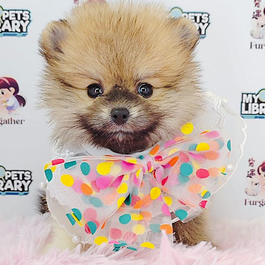 Pomeranian Puppy (Female) For Sale