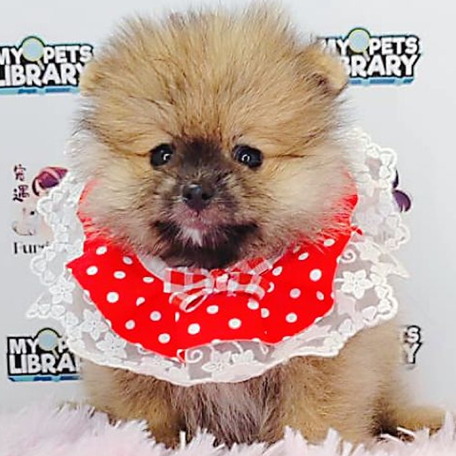 Pomeranian Puppy (Female) For Sale