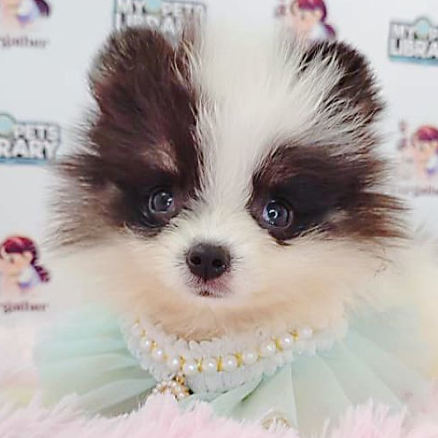 Pomeranian Puppy (Female) For Sale