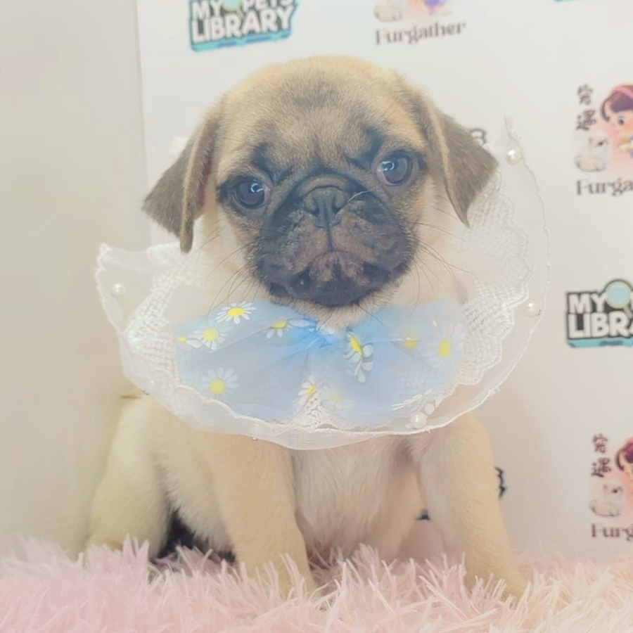 Pug Puppy (Male) For Sale
