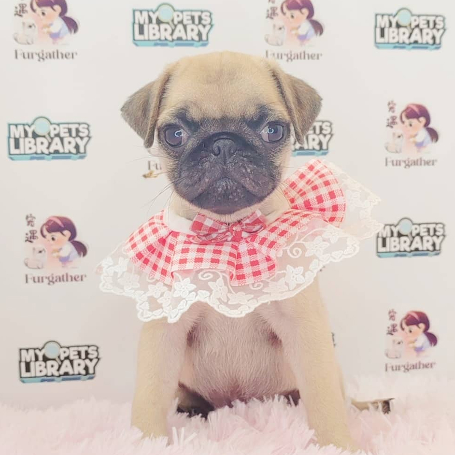 Pug Puppy (Female) For Sale