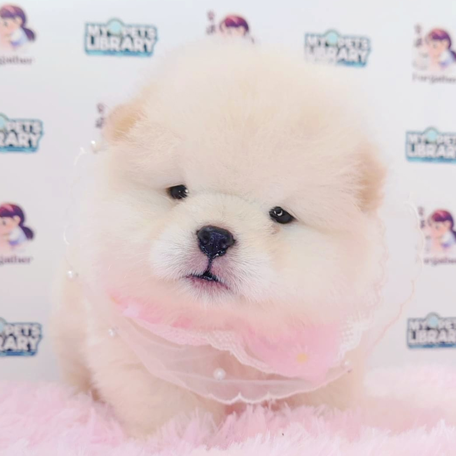 Chow Chow Puppy (Female) For Sale
