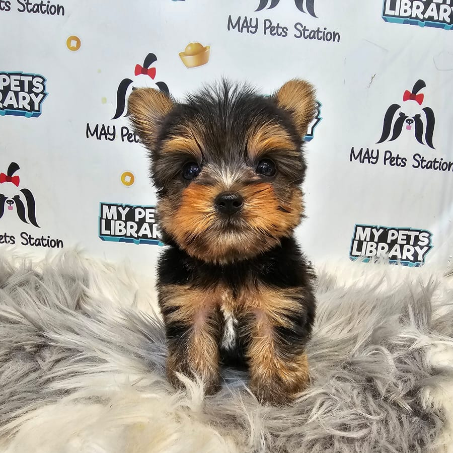 Yorkshire Terrier Puppy (Male) For Sale
