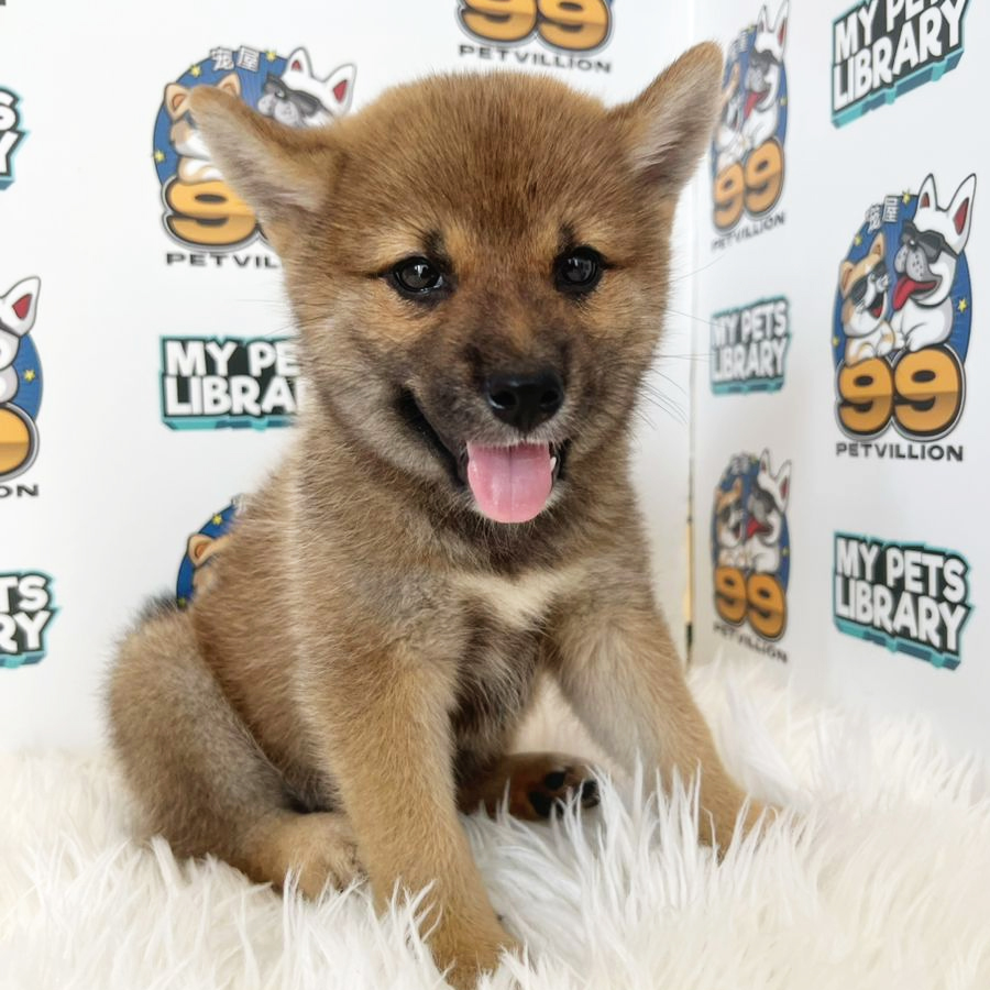 Shiba Inu Puppy (Female) For Sale