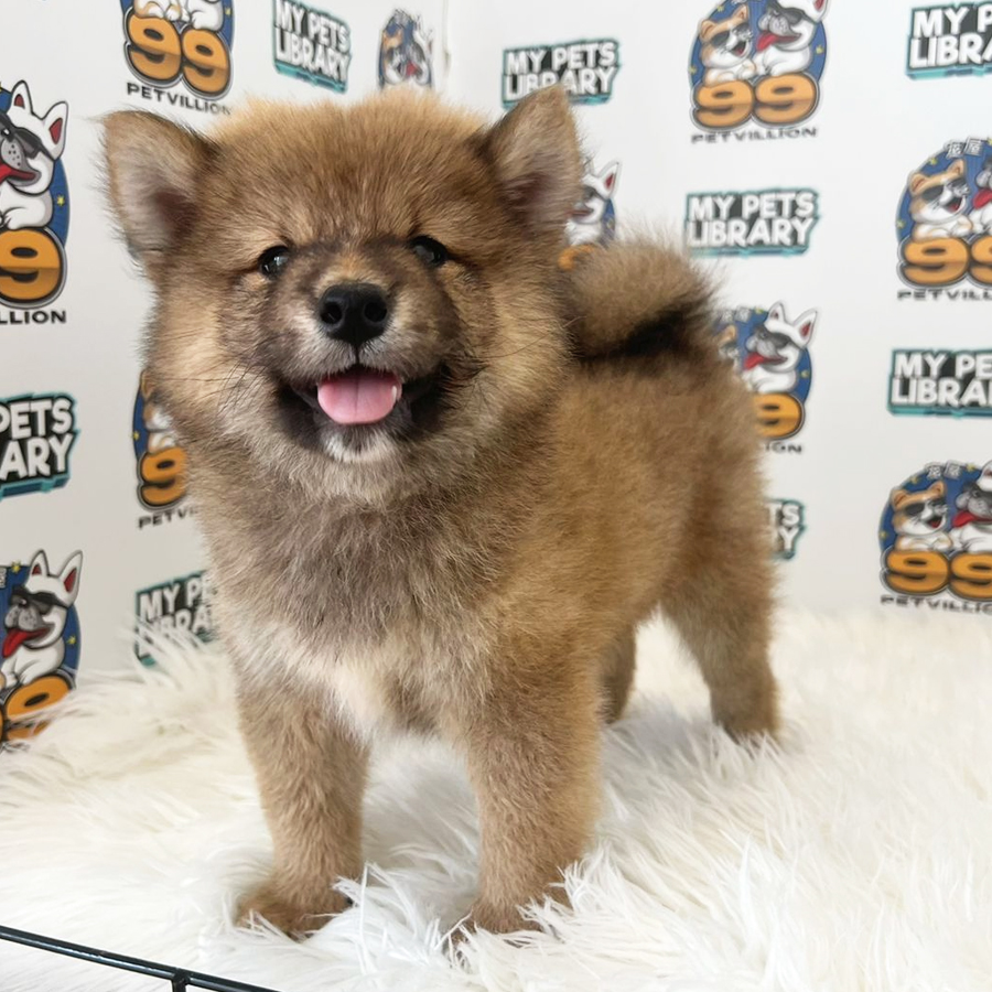 Shiba Inu Puppy (Male) For Sale