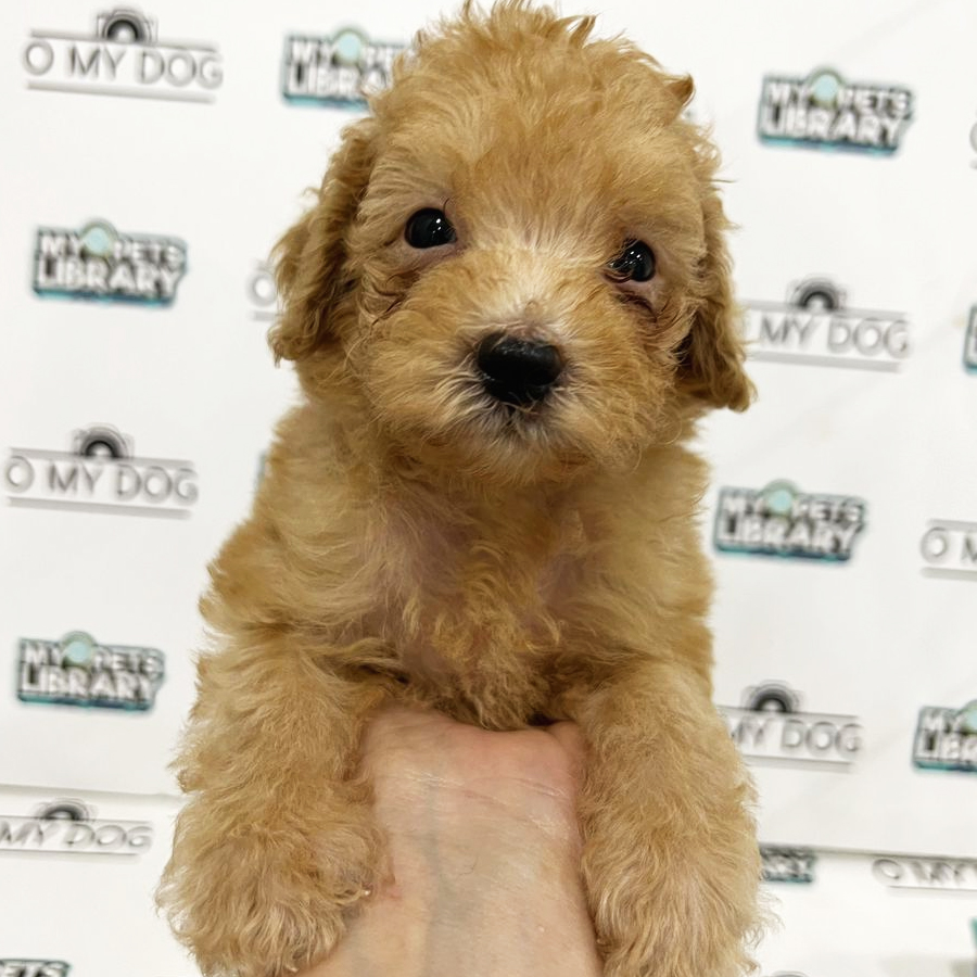 Toy Poodle Puppy (Male) For Sale