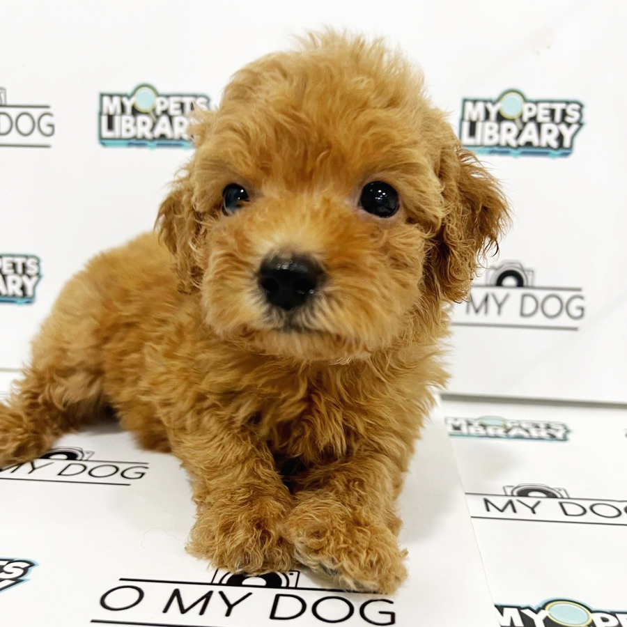 Toy Poodle Puppy (Female) For Sale