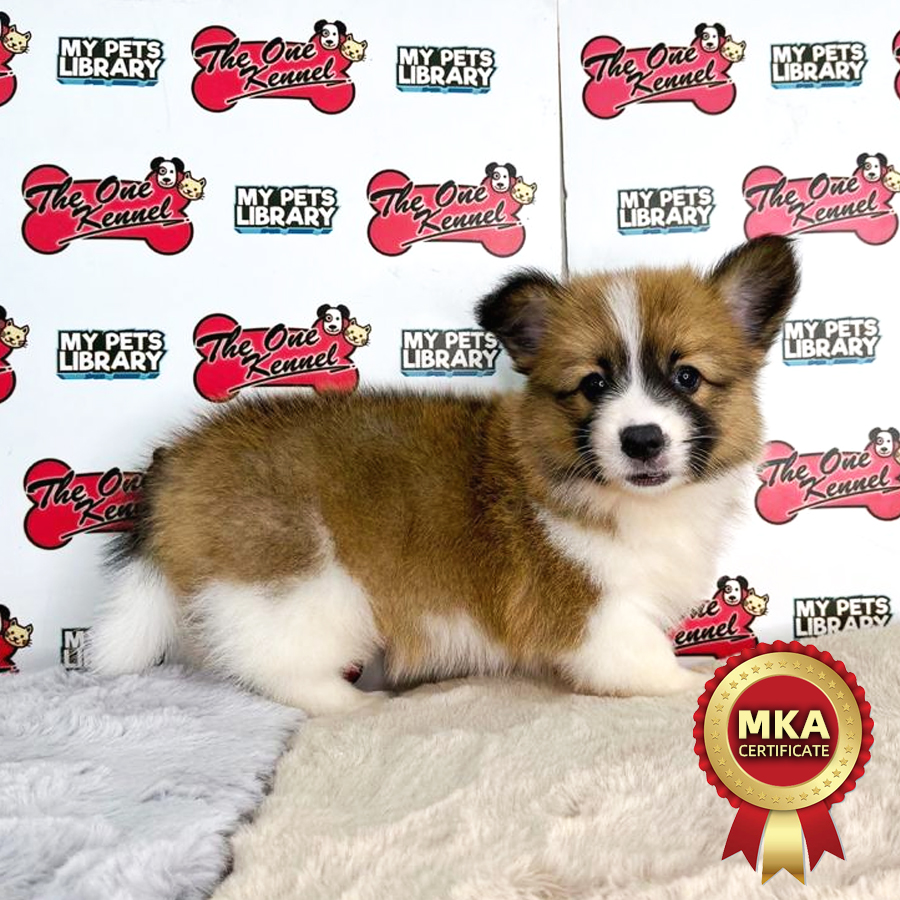 MKA Long Coat Corgi Puppy (Male) For Sale