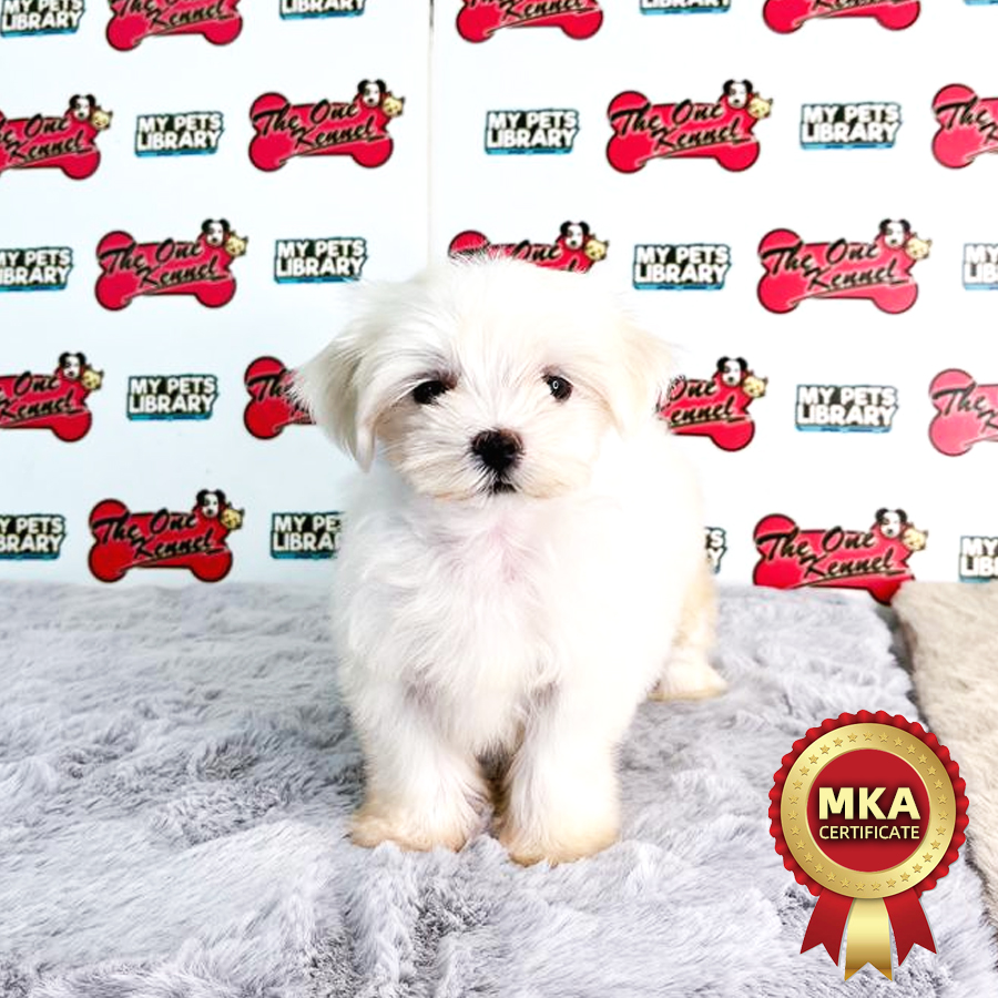 MKA Maltese Puppy (Female) For Sale