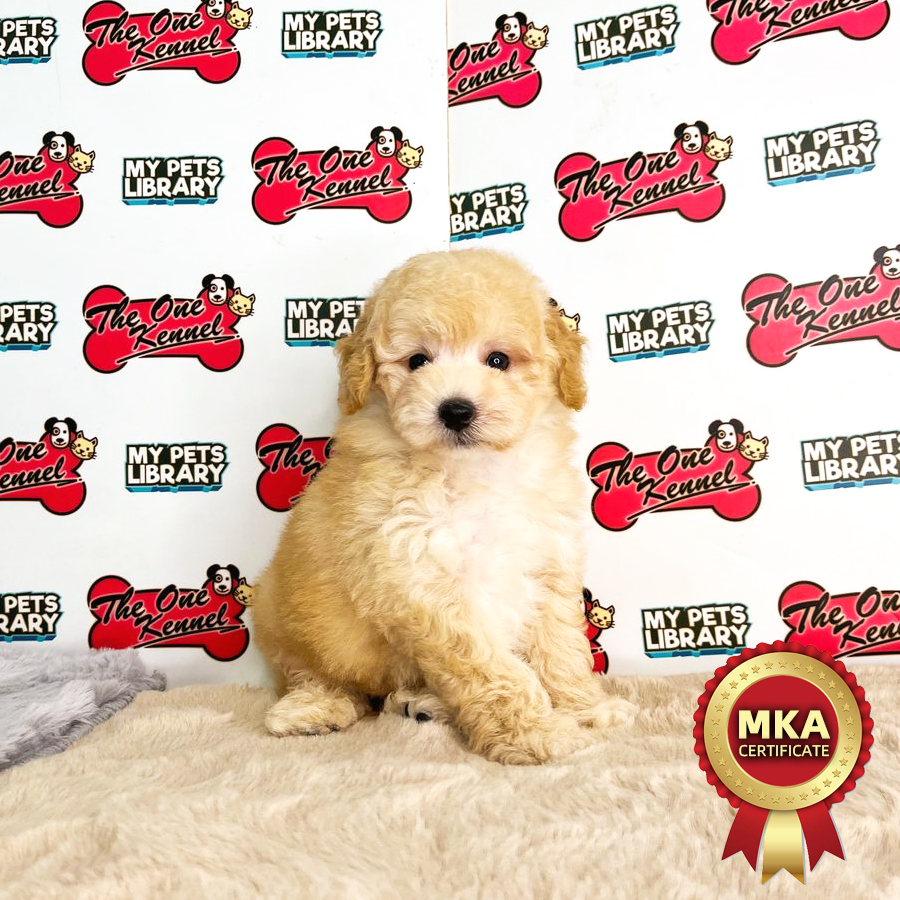 MKA Toy Poodle Puppy (Male) For Sale