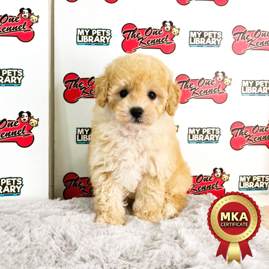 MKA Toy Poodle Puppy (Female) For Sale