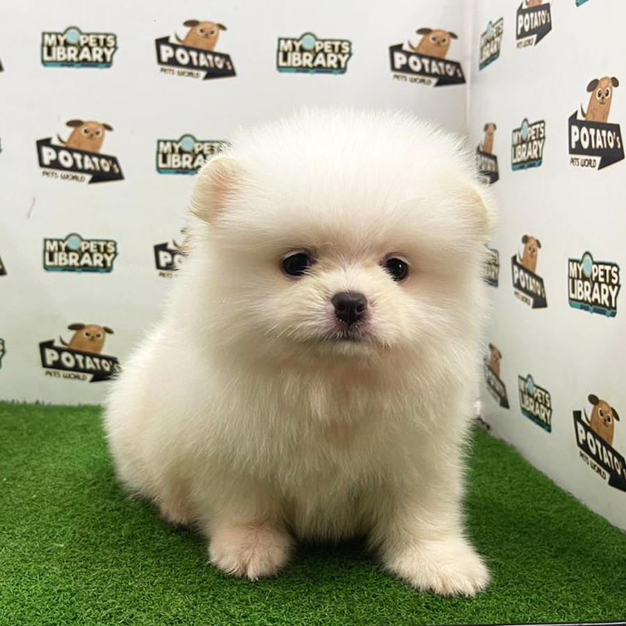 Pomeranian Puppy (Male) For Sale
