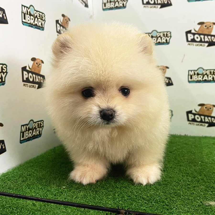 Pomeranian Puppy (Male) For Sale
