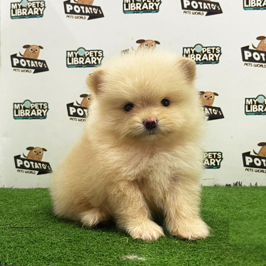 Pomeranian Puppy (Male) For Sale