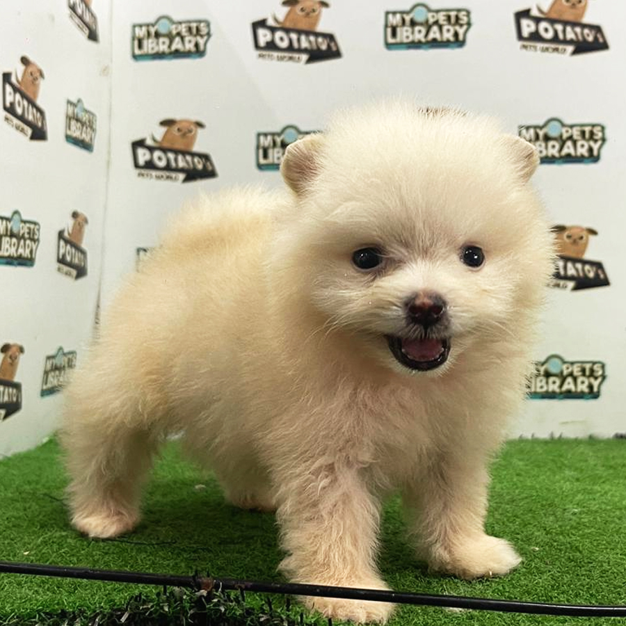 Pomeranian Puppy (Male) For Sale