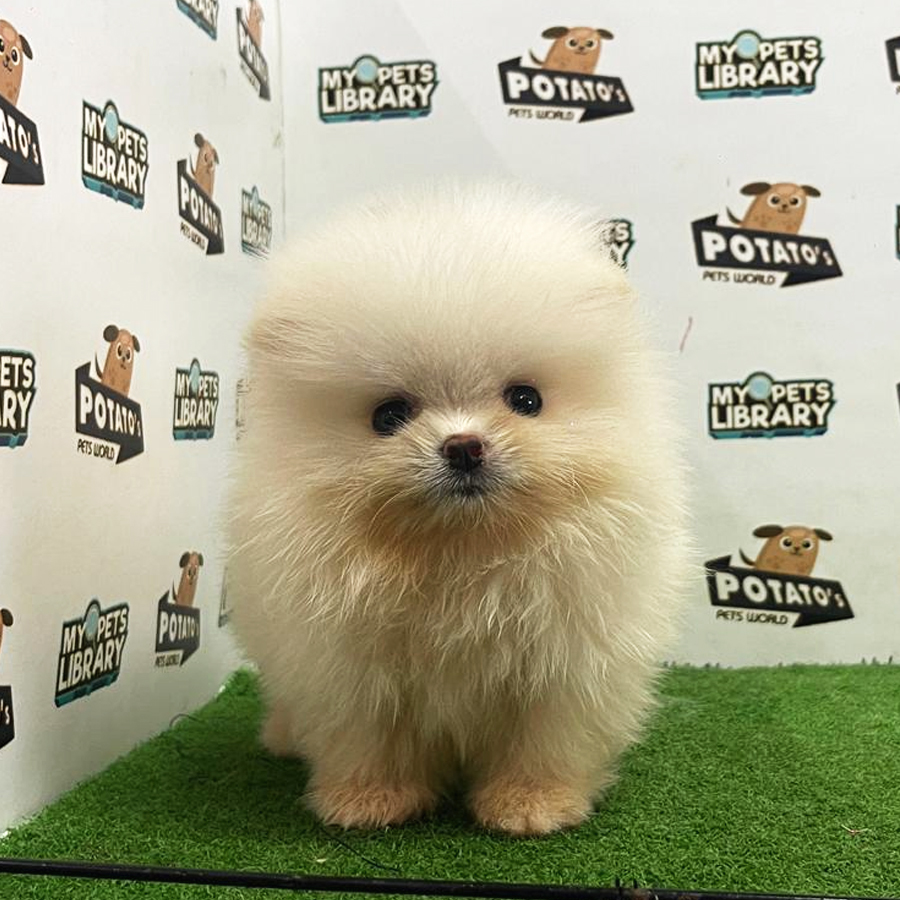 Pomeranian Puppy (Male) For Sale