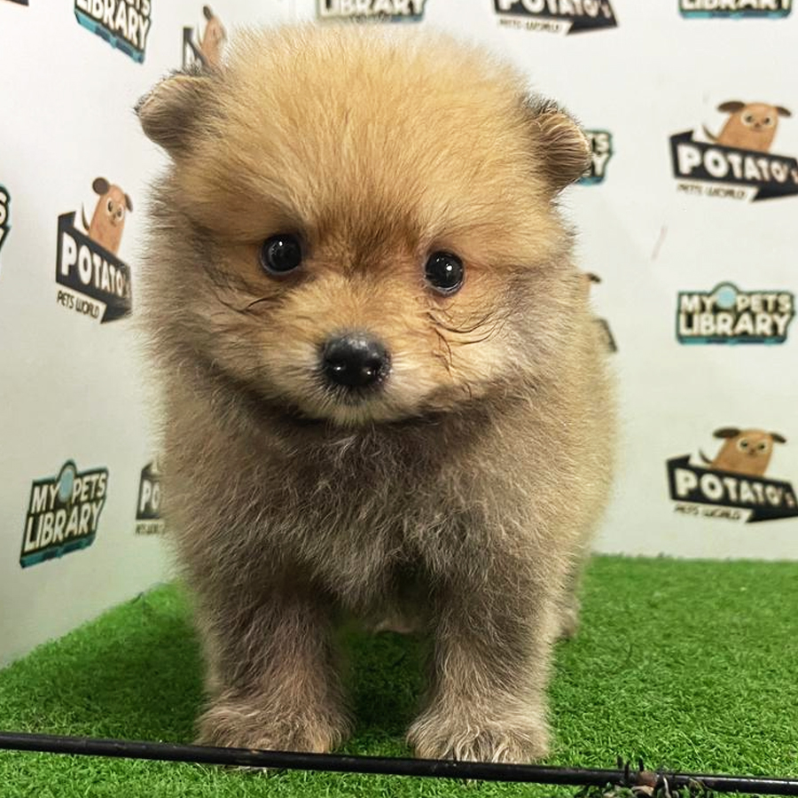 Pomeranian Puppy (Male) For Sale