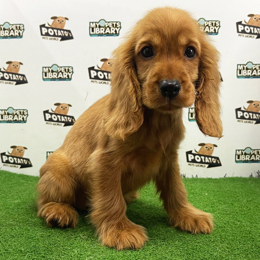 Cocker Spaniel Puppy (Female) For Sale