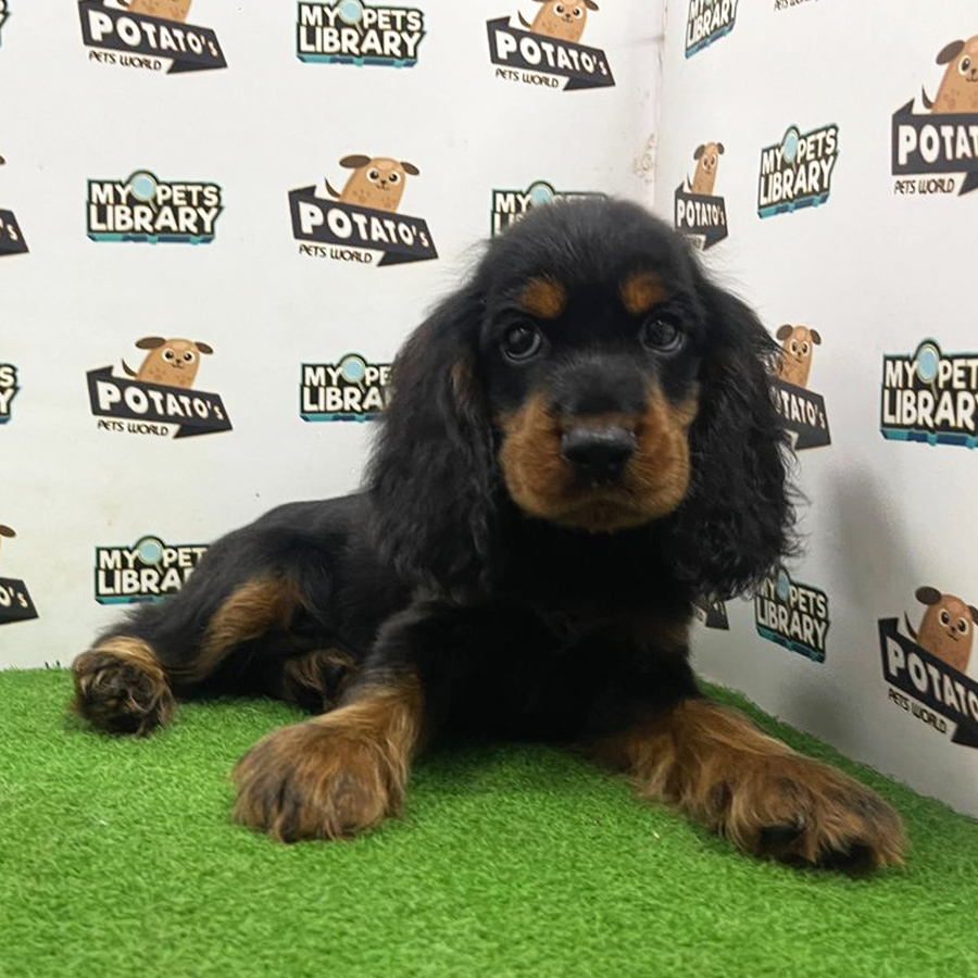 Cocker Spaniel Puppy (Male) For Sale