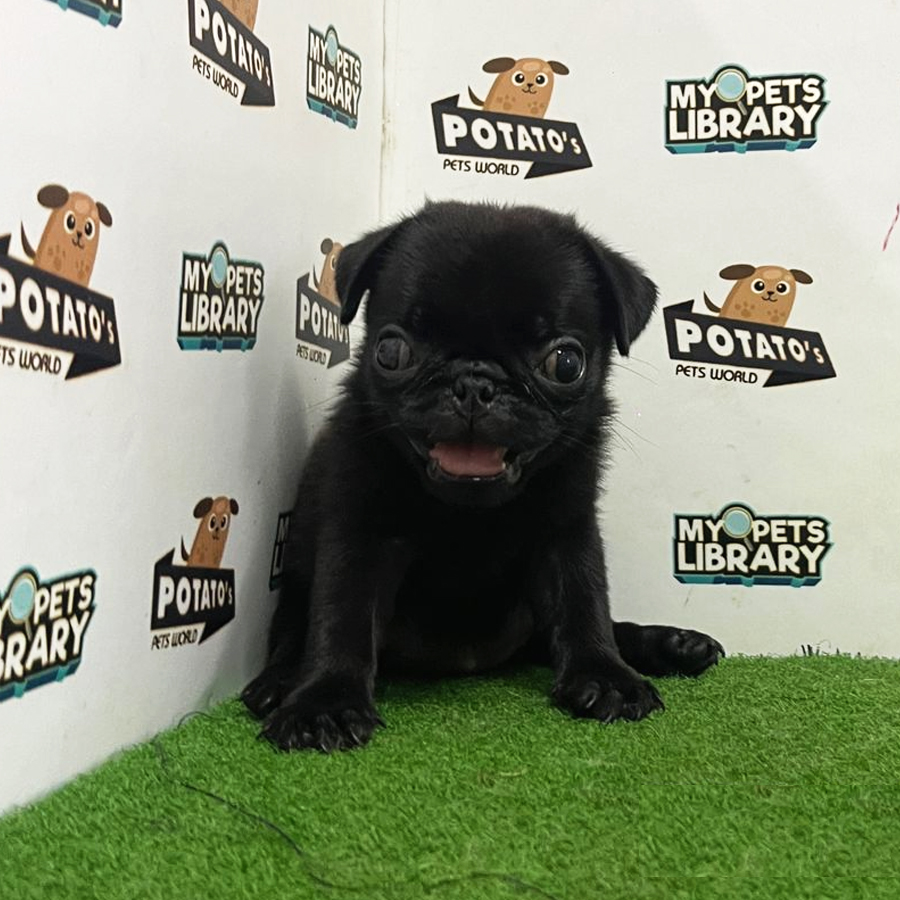 Pug Puppy (Female) For Sale