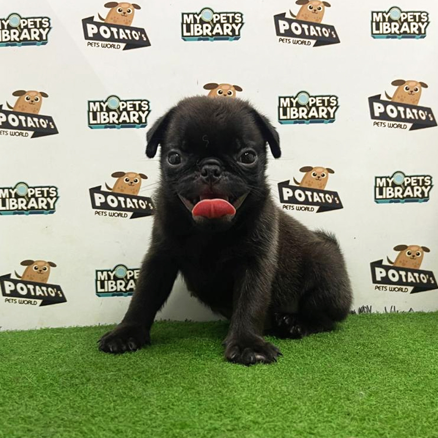 Pug Puppy (Male) For Sale