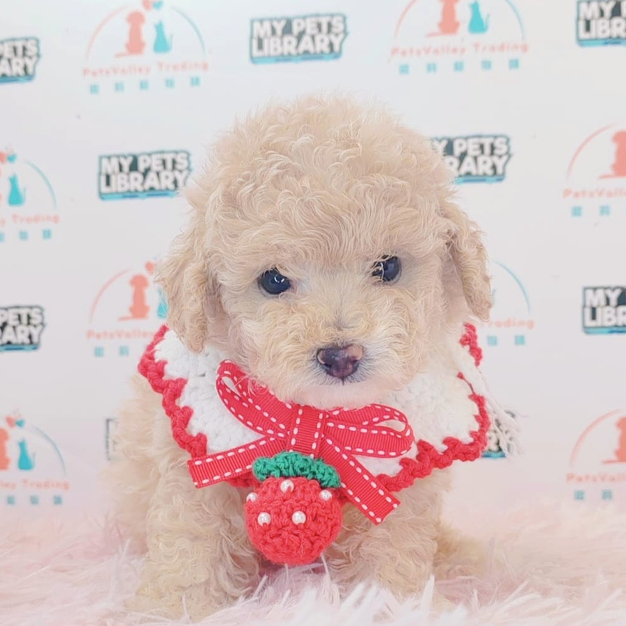 Maltipoo Puppy (Male) For Sale