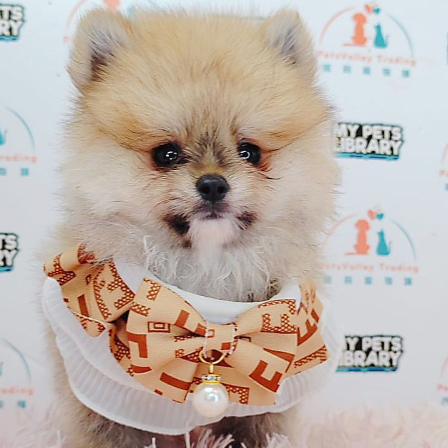 Pomeranian Puppy (Male) For Sale