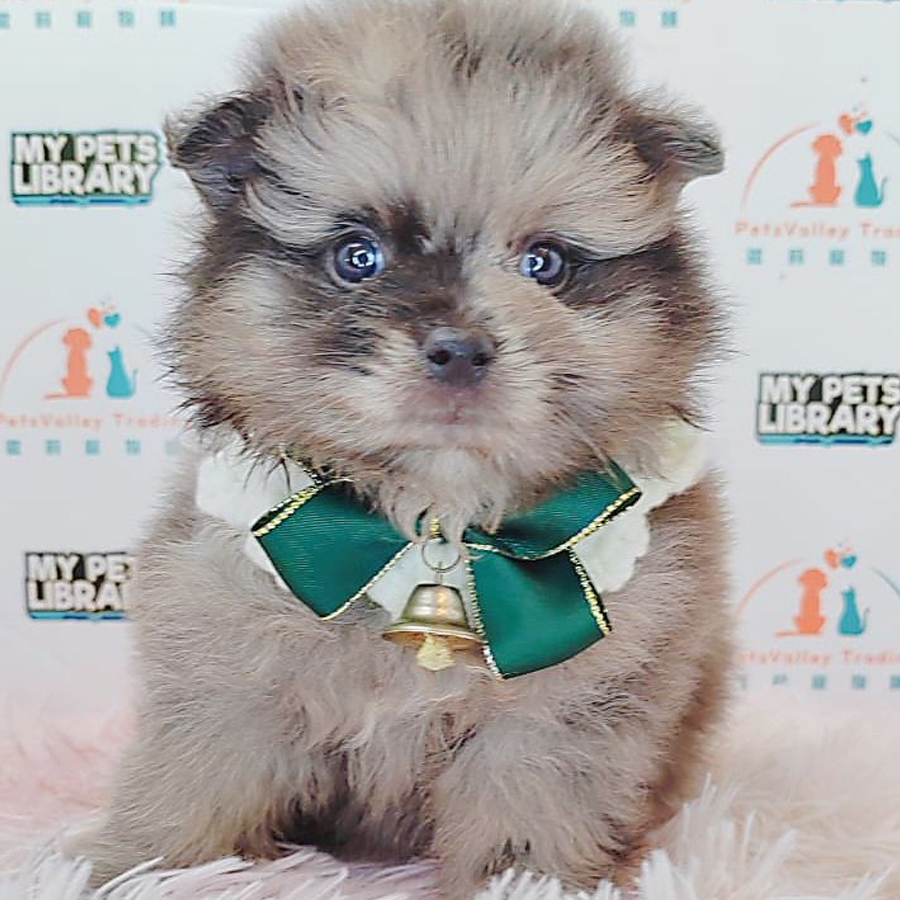 Pomeranian Puppy (Male) For Sale