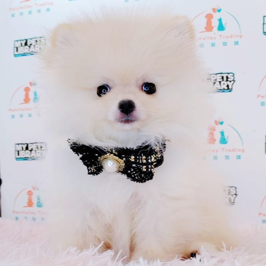Pomeranian Puppy (Male) For Sale