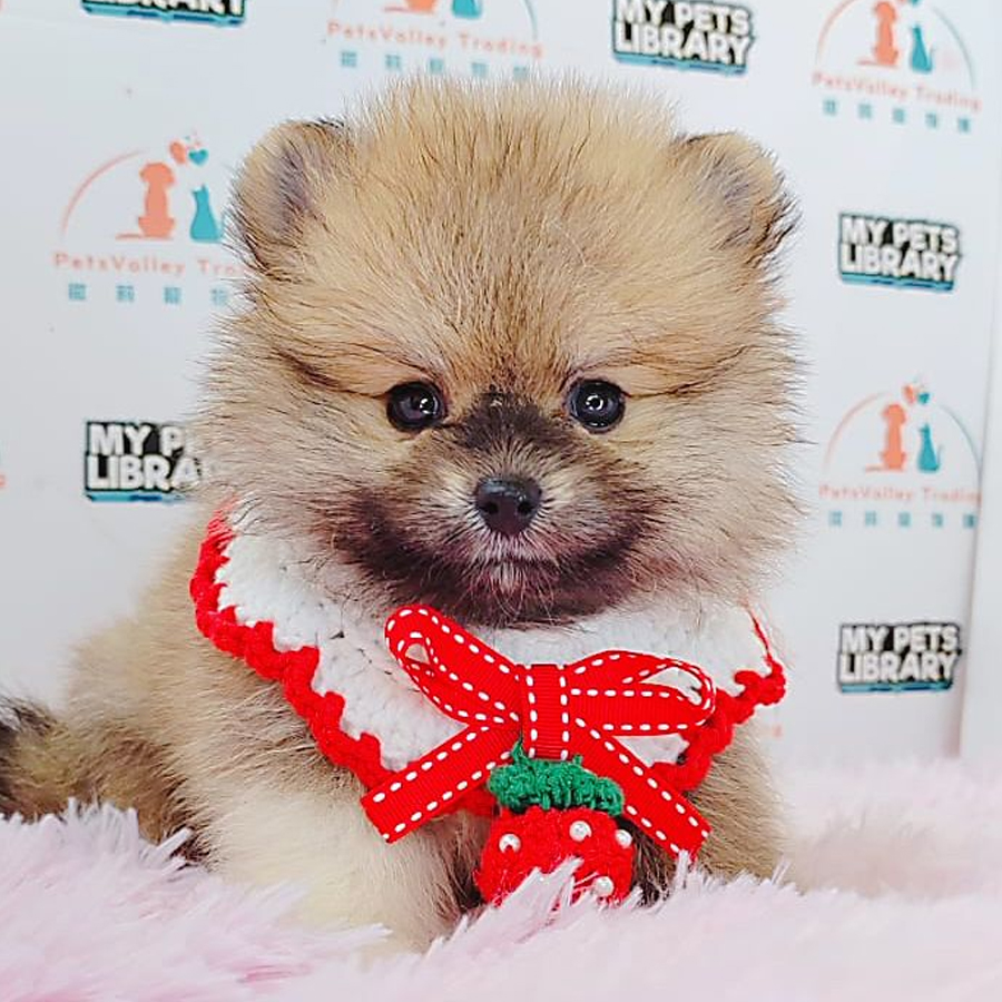 Pomeranian Puppy (Female) For Sale