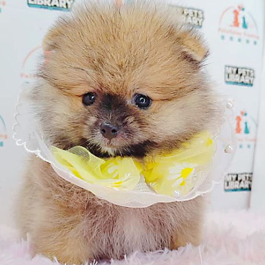 Pomeranian Puppy (Female) For Sale