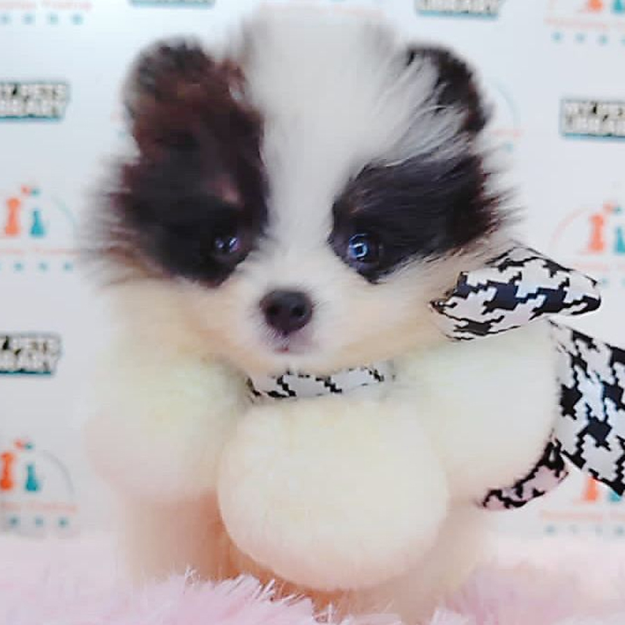Pomeranian Puppy (Female) For Sale