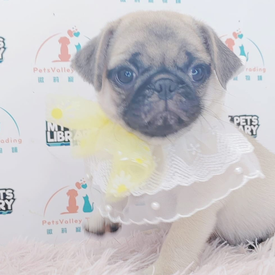 Pug Puppy (Male) For Sale