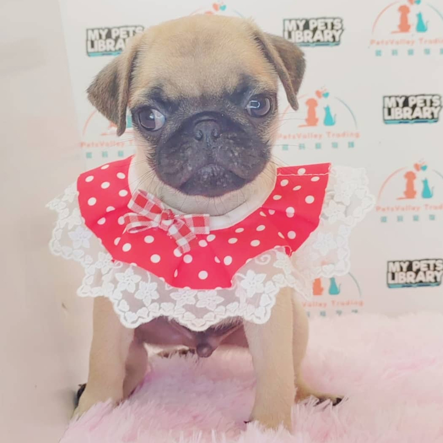 Pug Puppy (Female) For Sale