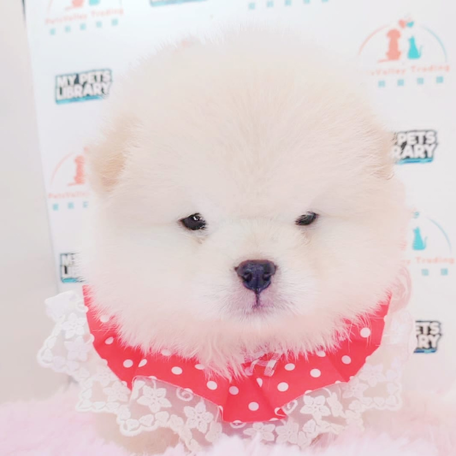 Chow Chow Puppy (Female) For Sale